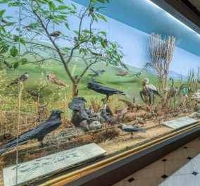 Ολόκληρο το Μουσείο Γουλανδρή Φυσικής Ιστορίας στο σπίτι μας! Νέα Ψηφιακή Εποχή με Διαδραστική Εικονική Περιήγηση 360o