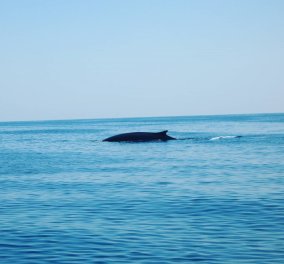 Και μια ωραία εικόνα απολαυστικής ηρεμίας: Φάλαινες στα νερά της Μεσογείου πλησίασαν λόγω lockdown (βίντεο)