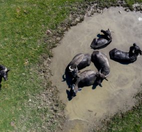 Συναρπαστικές αεροφωτογραφίες από τα βουβάλια που βόσκουν στις όχθες της λίμνης Κερκίνης  (Φωτό) 