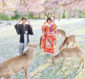 Σαν παραμύθι! Ανθισμένες κερασιές & ελεύθερα ελάφια σε πάρκα της Ιαπωνίας (Φωτό) 