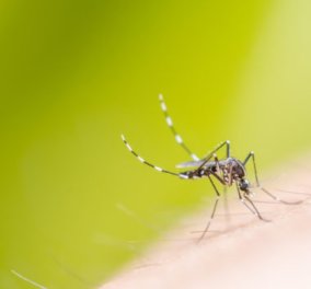 Σπύρος Σούλης: Εύκολοι & φυσικοί τρόποι για να μην σας πλησιάζουν τα κουνούπια!