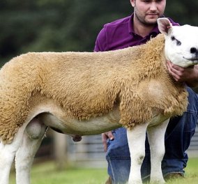 Απίστευτο: Το ακριβότερο πρόβατο του κόσμου - Πουλήθηκε έναντι 408.000 ευρώ (Φωτό & Βίντεο) 