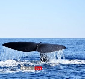 Στα «εξωτικά» νερά της Μάνης εμφανίστηκε τεράστια φάλαινα φυσητήρας μήκους 20 μέτρων - Κατέπληξε όσους είδαν το πελώριο κήτος με τα γιγάντια πτερύγια (Φωτό)  