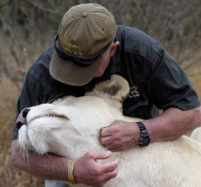 Story of the day: Δυο λευκά λιοντάρια κατασπάραξαν τον άνδρα που τα μεγάλωνε – Το δράμα εκτυλίχθηκε μπροστά στα μάτια της γυναίκας του