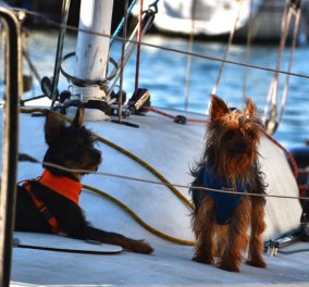 Με καπετάνιους σκύλους έληξε το Woof Race 2020 στην Κέρκυρα – Θαυμάσιες φωτό με τα αδέσποτα στο πηδάλιο 