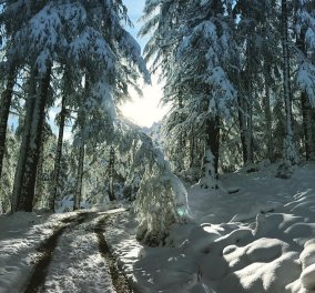 Και ξαφνικά χειμώνιασε σε Ελβετία, Αυστρία, Γερμανία - Δείτε φωτό & βίντεο με 50 εκατοστά χιόνι 