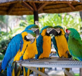 5 παπαγάλοι ‘’σκυλόβριζαν’’ μέσα στον ζωολογικό κήπο – Τελικά τους χώρισαν για να μην συνεχιστούν οι βωμολοχίες (φωτό)