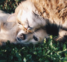 Κορωνοϊός - κατοικίδια: Οι γάτες μεταδίδουν τον ιό μεταξύ τους, οι σκύλοι όχι