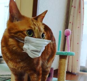 Σε καραντίνα πρέπει να μπαίνουν οι γάτες γιατί γίνονται υπερματαδότες κορωνοϊού όταν κάποιος πάσχει στο σπίτι – Η έρευνα  