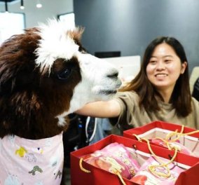 Κινέζικη εταιρεία προσέλαβε Alpaca κατά του… εργασιακού στρες  - Για να ηρεμεί τους υπαλλήλους (βίντεο)