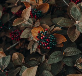 Goji Berry: Ένας μικρός θησαυρός στο τραπέζι μας - Πλούσιο σε βιταμίνες 