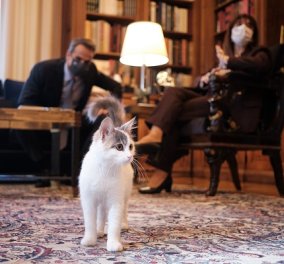 Καλυψώ: Η γάτα της Προέδρου της Δημοκρατίας, Κατερίνας Σακελλαροπούλου "έκλεψε την καρδιά" του Πρωθυπουργού (φωτό)