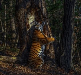 Οι νικήτριες φωτογραφίες του Wildlife Photographer Of the Year:  Η ομορφιά της άγριας ζωής σε εκπληκτικά κλικς