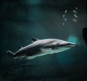Βίντεο - Για δυνατούς θεατές: Η στιγμή της επίθεσης καρχαρία σε Γερμανίδα μέσα στον βυθό της Ερυθράς Θάλασσας που κάνει κατάδυση 