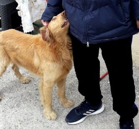 Γνωρίστε τον Άλεξ: Τον σκύλο που έσωσε την οικογένειά του από τα 6,3 Ρίχτερ - Κατάλαβε τον σεισμό ελάχιστα λεπτά πριν (φωτό & βίντεο)