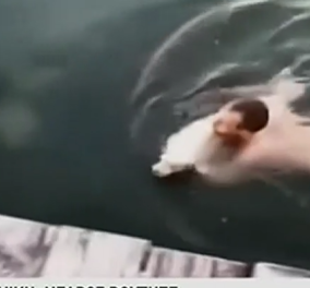 Η καλή πράξη της ημέρας: Νεαρός βούτηξε στον Θερμαϊκό για να σώσει ένα τυφλό σκυλάκι (βίντεο)