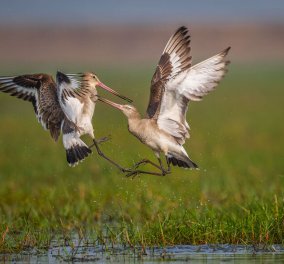  Οι 31 φιναλίστ στον Παγκόσμιο διαγωνισμό φωτογραφίας πουλιών 2021: "Προσδεθείτε" - Ξεκινάει ένα μαγικό ταξίδι σε ασύλληπτες εικόνες από τη φύση (φώτο)