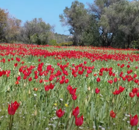 Λαλάδες Χίου: Τα παραμυθένια ''χαλιά'' που Απριλίου με τις κατακόκκινες τουλίπες (φωτό - βίντεο)