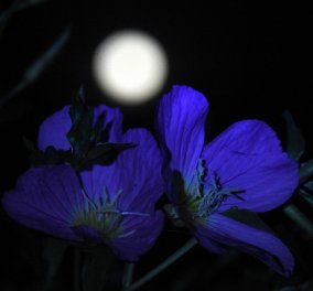 Άση Μπήλιου: Πώς θα επηρεάσει η Πανσέληνος στις 26 Μαΐου τα 12 ζώδια; - Το φεγγάρι φέρνει αλλαγές & ανατροπές