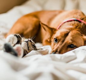 Σκύλοι & γάτες κολλάνε Κορωνοϊό από τους ιδιοκτήτες τους - Τέλος ο ύπνος στο ίδιο κρεβάτι για γατάκι & σκυλάκι 
