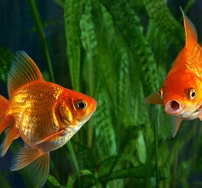 Απολέπιση με χρυσόψαρα! Το Fish Spa είναι η φυσική απάντηση στο κλασσικό pedicure & θα σας αποζημιώσει (βίντεο)