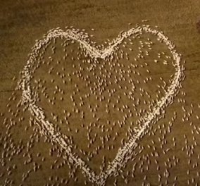 Το βίντεο της ημέρας: Αγρότης σχημάτισε μια πελώρια καρδιά με τα πρόβατά του - «δεν μπορούσα να πάω να την δω, να της πω αντίο»