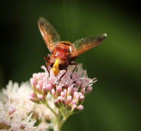Οι μύγες μπορούν να μεταφέρουν πάνω από 600 μικρόβια - Ξανασκεφτείτε το πριν φάτε φαγητό στο οποίο ακούμπησαν 