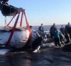 Η στιγμή που ειδικοί & εθελοντές διασώζουν φάλαινα μήκους 8,5 μέτρων και βάρους 7 τόνων - δείτε το εντυπωσιακό βίντεο