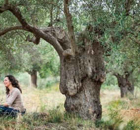Χαλκιδική - Ψηφιακή υιοθεσία ελαιόδεντρου: Αγαπήστε και παρακολουθείστε από μακριά πώς μεγαλώνει το δέντρο σας (φωτό)