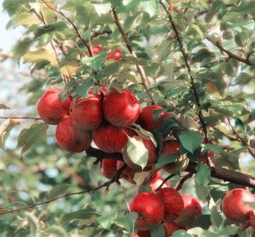 Είναι δηλητηριώδεις οι σπόροι στο μήλο; Αν φάτε από 18 μήλα είναι σαν να πάρετε μια θανατηφόρα δόση! 
