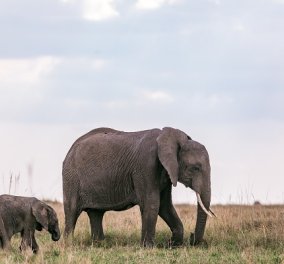 Βίντεο η στιγμή που μαμά ελεφαντίνα αποτελειώνει κροκόδειλο μέσα σε ποτάμι - απειλούσε το μικρό της και ανέλαβε δράση