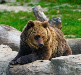 70χρονος Γάλλος κυνηγός σκότωσε καφέ αρκούδα που του επιτέθηκε - τον βρήκαν αιμόφυρτο 