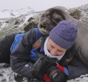 Η Τζένη Μπαλατσινού ανέβασε ένα απίθανο βίντεο: Γυναίκα πήγε να βγάλει φωτογραφίες & μια φώκια την «τάραξε» στις αγκαλιές!