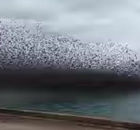 «Μαύρισε» ο ουρανός από τα πουλιά στο Ρίο - όταν η φύση δημιουργεί εντυπωσιακές εικόνες - δείτε το βίντεο