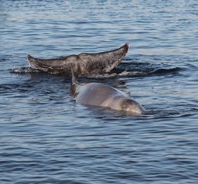 Σαλαμίνα: Νεκρή εντοπίστηκε η φάλαινα του Αλίμου - Θα διενεργηθεί νεκροψία-νεκροτομή