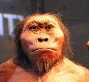 Η «Λούσι» ο διάσημος Αυστραλοπίθηκος της Ν. Αφρικής έχει συνομήλικη "φίλη" 3.6 εκατ. ετών