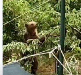 Καστοριά: Δείτε το βίντεο με την λαίμαργη αρκούδα - κάνει μέχρι και «μονόζυγο» για να φάει τα κεράσια!