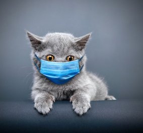 Παγκόσμια πρωτιά: Kτηνίατρος μολύνθηκε με COVID 19 από γάτα που περιέθαλψε