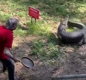 Κροκόδειλος πήγε να επιτεθεί σε Αυστραλό και εκείνος τον άρχισε στις… «τηγανιές» - δείτε το viral βίντεο 