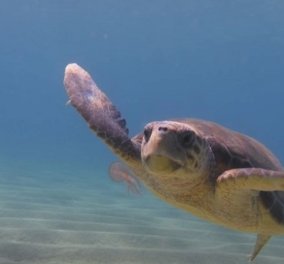 Αυτό το βίντεο πρέπει να το δείτε - Η θαλάσσια χελώνα καταβροχθίζει μέδουσες 