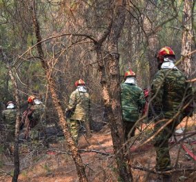 Σχεδόν 15.000 στρέμματα έχουν καεί στη Δαδιά από την φωτιά - Στυλιανίδης: «Να σωθεί το Εθνικό Πάρκο» (βίντεο)