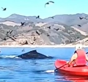 Βίντεο θρίλερ: Φάλαινα-τέρας κατάπιε 2 γυναίκες που έκαναν καγιάκ - Το συμβάν κατέγραψαν οι λουόμενοι από την ακτή