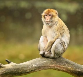 Ινδία: Μαϊμού άρπαξε βρέφος 4 μηνών και το πέταξε από ταράτσα 3όροφης πολυκατοικίας 