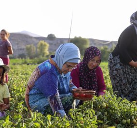  Η Εμινέ Ερντογάν μαζεύει ντομάτες και φτιάχνει πελτέ για το χειμώνα… Η προεκλογική εκστρατεία μόλις ξεκίνησε 