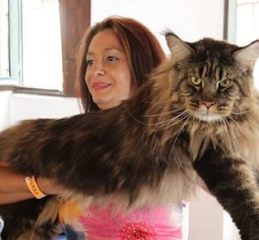 Η μακρύτερη γάτα του κόσμου με μήκος 1.2 μέτρων - Ο Μπαριβέλ είναι ήσυχος, ντροπαλός και με ρεκόρ Γκίνες! (φωτό & βίντεο)