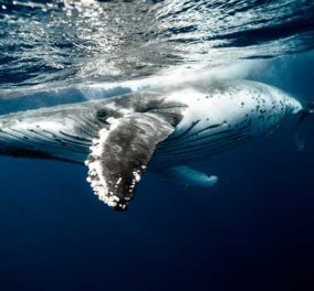 Γαλλία: Φάλαινα μπελούγκα εντοπίστηκε στον Σηκουάνα -είχε προηγηθεί μια ρυγχοφάλαινα & μια άρρωστη όρκα …