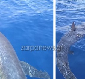 Τολμηροί ψαράδες στα Κύθηρα: Καρχαρίας 3 μέτρα τους έκανε….. παρέα & εκείνοι τον τάισαν γαρίδες, τον χάιδεψαν (βίντεο)