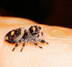 Σοκαριστικές οι φωτογραφίες από το δάγκωμα αράχνης σε Βρετανό – «Με τσίμπησε μέσα στην παμπ που έπινα τη μπύρα μου» 