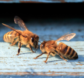 ΗΠΑ: 20.000 φορές «μέλισσες-δολοφόνοι» τσίμπησαν 20χρονο-νοσηλεύεται σε κώμα
