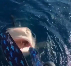 Απίστευτο βίντεο: Επαγγελματίας δύτρια έρχεται σε απόσταση αναπνοής με καρχαρία - Παραλίγο να της δαγκώσει το πόδι 